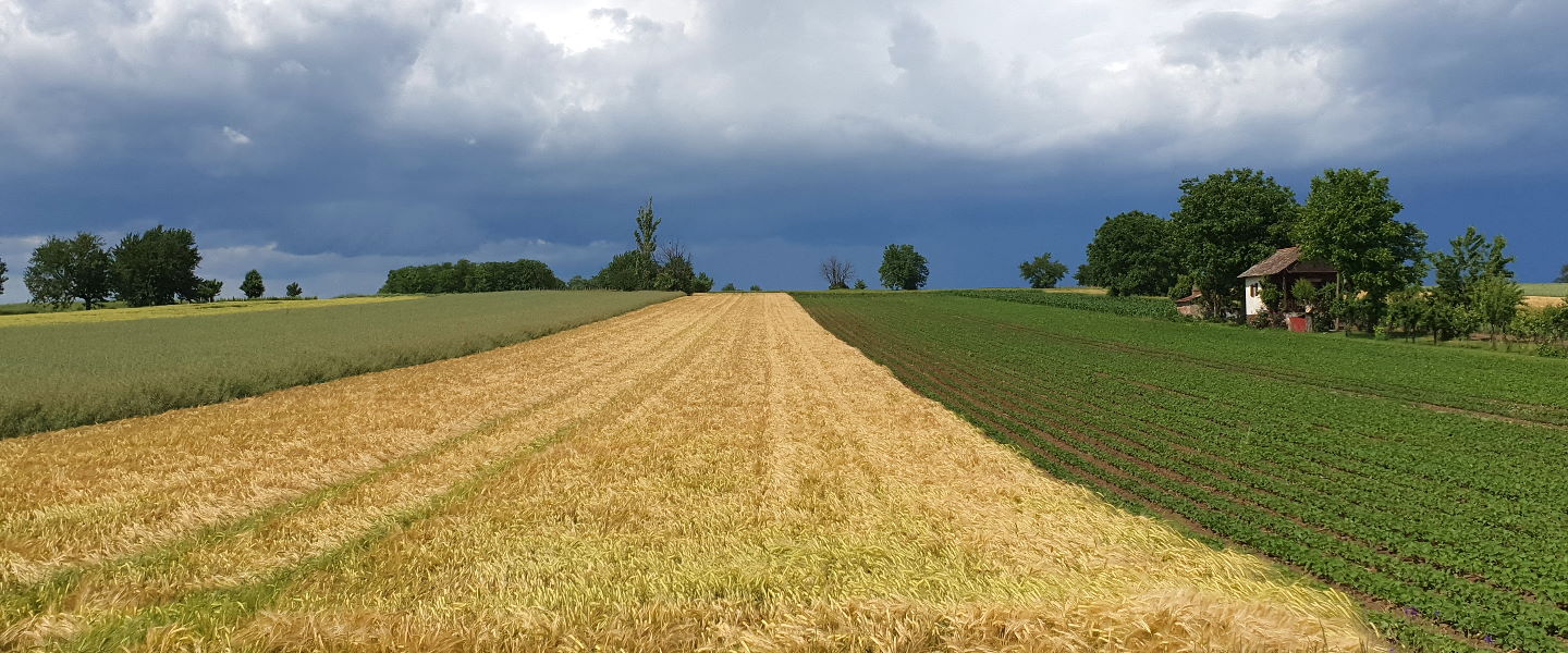tovarnik-polja